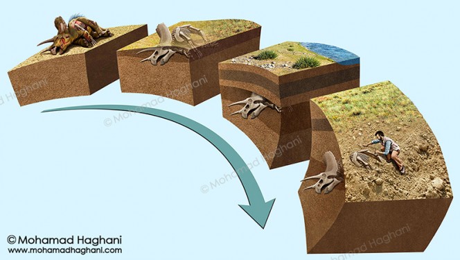 مراحل تبدیل جسد یک دایناسور به فسیل